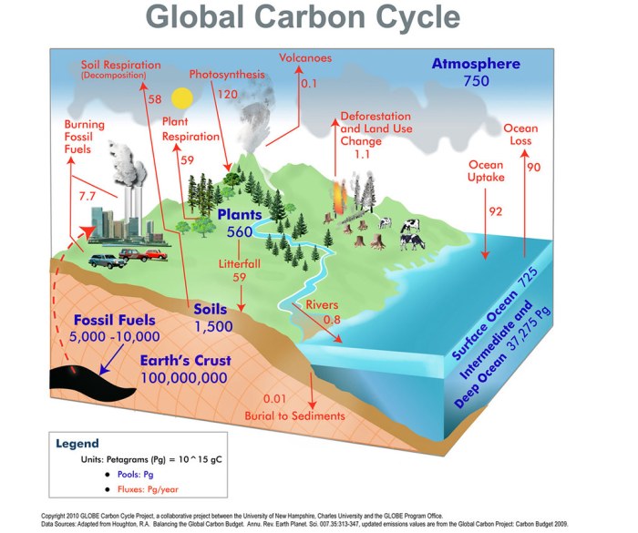 Global Carbon Cycle | The carbon cycle refers to the continu… | Flickr