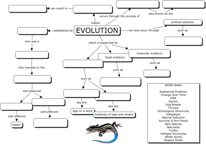 Evolution Concept Map